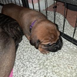 Boy 5 - Black male Cane Corso puppy in Clarksburg, West Virginia from West By God Virginia Cane Corso