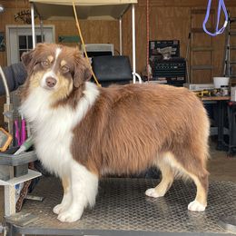 Brandy - Miniature American Shepherd