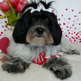 Trinity - Coton de Tulear