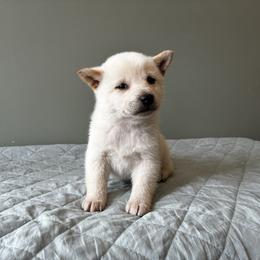 Davy - Cream male Shiba Inu puppy in Monett, Missouri from Happy Tails Shiba Inus