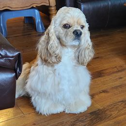 Henley - Cocker Spaniel