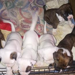 No name - Brindle female Boxer puppy in Minnesota from Timmies Boxers