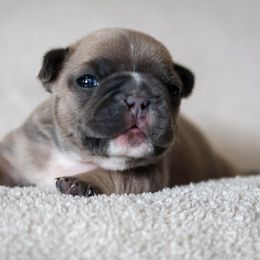 French Bulldog Puppies from BuschBabyBulldogs