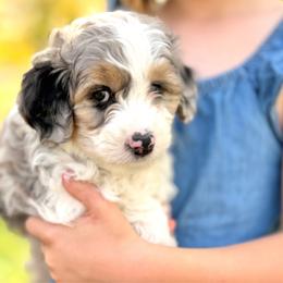 Biscuit - Black collar - Blue merle male Bernedoodle puppy in Highland, Utah from Angel Pups Deluxe
