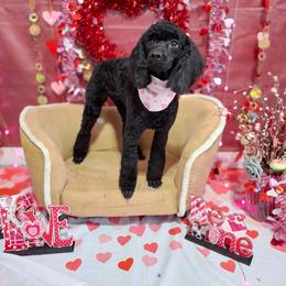 Velvet - Poodle