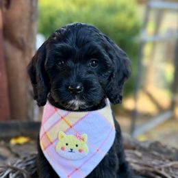 Midnight - Black female Australian Labradoodle puppy in Anderson, California from Shaggy Doodles
