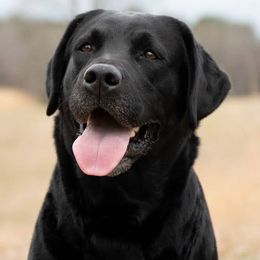 Labrador Retrievers from Wintercamp Labradors