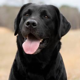 Labrador Retrievers from Wintercamp Labradors