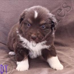 Australian Shepherd, Miniature Australian Shepherd, and Toy Australian Shepherd Puppies from KNJ Aussies