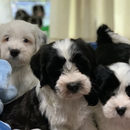Tibetan Terriers from Kham Ra Tibetan Terriers