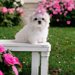 Maltese puppies from Bratpack Babydolls