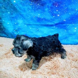 Skadi - Black and silver female Miniature Schnauzer puppy in Neosho, Missouri from Star Light Pups