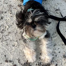 Odin - Shih Tzu