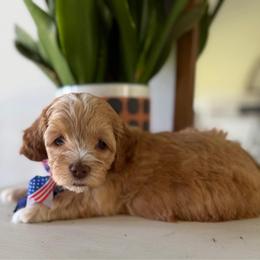 Brown Boy - Red and white male Cockapoo puppy in Fort Gibson, Oklahoma from Waggle Doodles