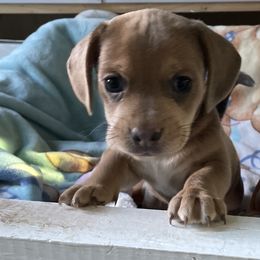 Girl 1 - Brown white and tan Beagle puppy in Laveen, Arizona from Dior & Gunner's beagle adventure