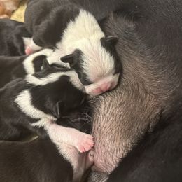 Boy 1- Carrie - Black and white male Boston Terrier puppy in Mc Donough, Georgia from Ballard Boston Terriers