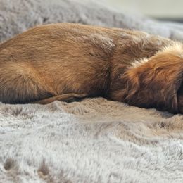 Dachshund Puppies from butter beans babies