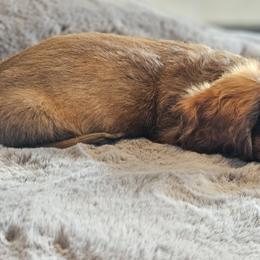 Dachshund Puppies from butter beans babies