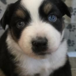 Miniature Australian Shepherd Puppies from Awesome Aussies