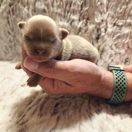 Lilac and tan - Silver male Chihuahua puppy in Richmond, Virginia from Breens