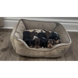 Violet - Black and cream female Dachshund puppy in Altus, Oklahoma from Johnson Prairie Pups