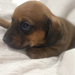 Potato - Sable male Dachshund puppy in Pea Ridge, Arkansas from Cotton Patch Ridge