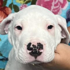 Abel - Dogo Argentino puppy in Youngstown, Ohio from For The Love of Dogos