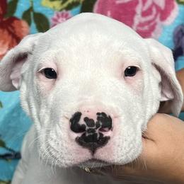Abel - Dogo Argentino puppy in Youngstown, Ohio from For The Love of Dogos