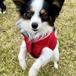 Axel - Papillon
