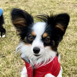 Axel - Papillon