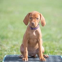 German Shorthaired Pointer and Vizsla Puppies from Nosam Kennels