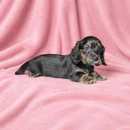 Essen - Black and tan female Dachshund puppy in Richmond, Virginia from Paw Prints