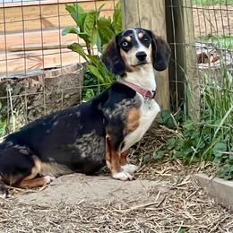 Bluey - Dachshund
