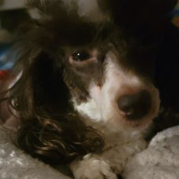 Kissie - Poodle