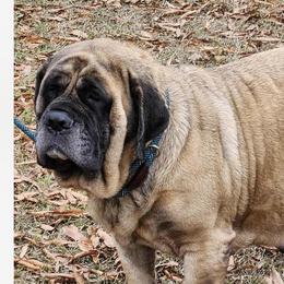 Riley - Mastiff