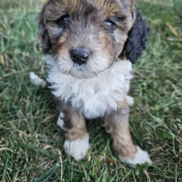 Juno - Blue merle female Assorted Doodle Crosses puppy in Rainier, Oregon from Seven Petals Farm