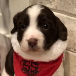 English Springer Spaniel Puppies from Southern Springers