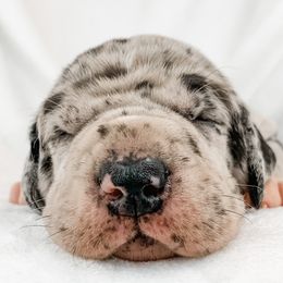 Dachshund, Great Dane, and Yorkshire Terrier Puppies from WZ Kennels