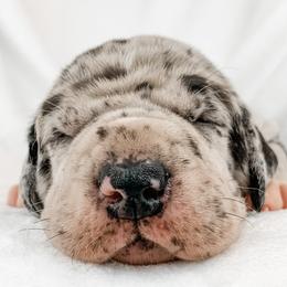 Dachshund, Great Dane, and Yorkshire Terrier Puppies from WZ Kennels