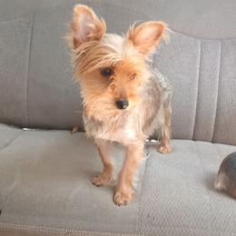 Coco delicious pebbles - Blue and gold female Yorkshire Terrier puppy in Jacksonville, Arkansas from Royal Yorkie Terrier