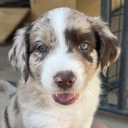 Australian Shepherds and Border Collies from Reeds Ranch