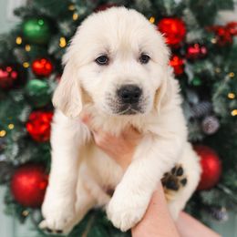 Charlie Blue collar - Light golden male Golden Retriever puppy in Oregon from A Goldens First Love