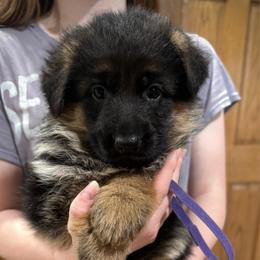 Miss Purple - Black and red female German Shepherd puppy in Lawton, Michigan from Free Indeed Shepherds