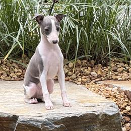 Happy Blue boy - Blue male Italian Greyhound puppy in North Carolina from Celtic Sighthounds