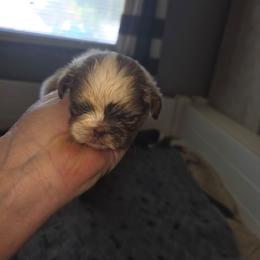 Gerri - Tricolor female Shih Tzu puppy in Cook County, Illinois from My Tzu Crew