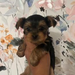 Female 3 - Black and tan female Yorkshire Terrier puppy in Kissimmee, Florida from Bebe AKC Puppies