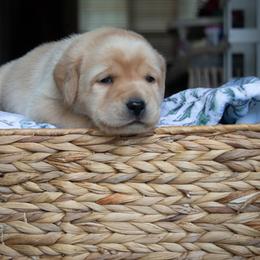Doberman Pinscher and Labrador Retriever Puppies from Elevage Labrador Retrievers & Dalla Grazia Doberman
