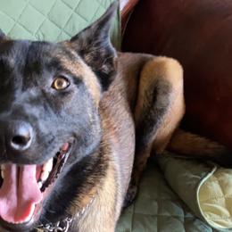 Laikhn - Belgian Malinois