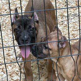 Boy 4 - Chestnut brindle Cane Corso puppy in Waldorf, Maryland from Myles High Dog Club