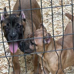 Boy 4 - Chestnut brindle Cane Corso puppy in Waldorf, Maryland from Myles High Dog Club